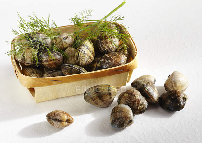 Clams, raw and closed, with a wooden basket — Stock Photo