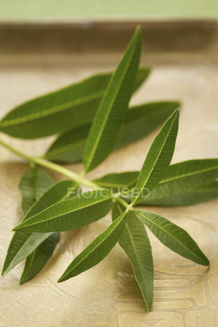 Lemon verbena spring with leaves, close up shot — Stock Photo