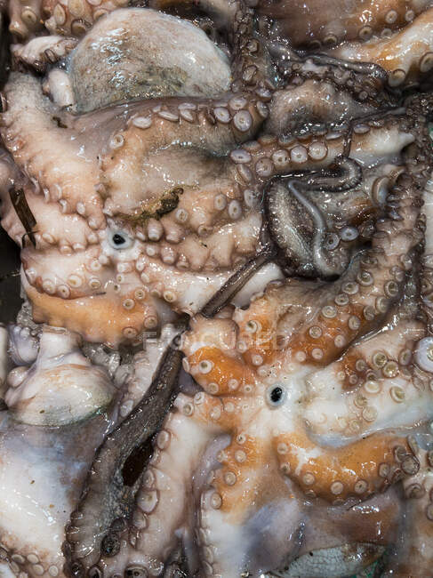 Squid at a fish market (full screen) — Stock Photo