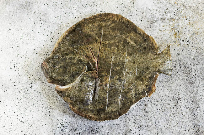 Close-up shot of delicious Fresh turbot — Stock Photo