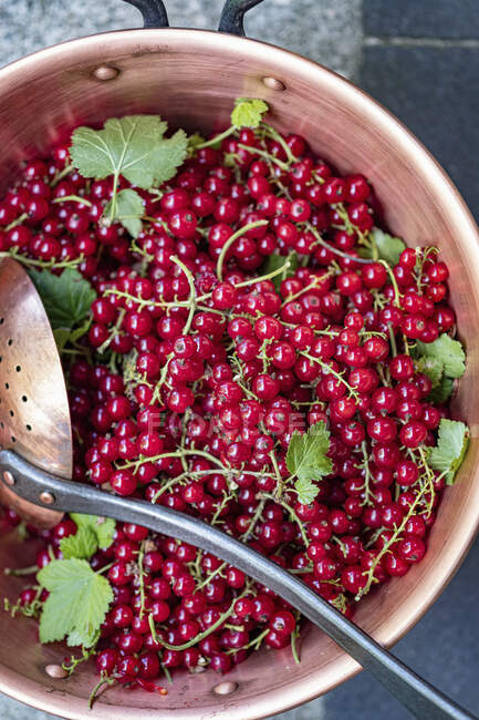 Frische rote Johannisbeeren mit einem Abtropflöffel in einem Kupfertopf — Stockfoto