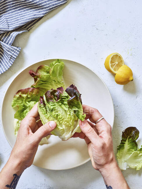 Руки відокремлюють листя салату над тарілкою — стокове фото