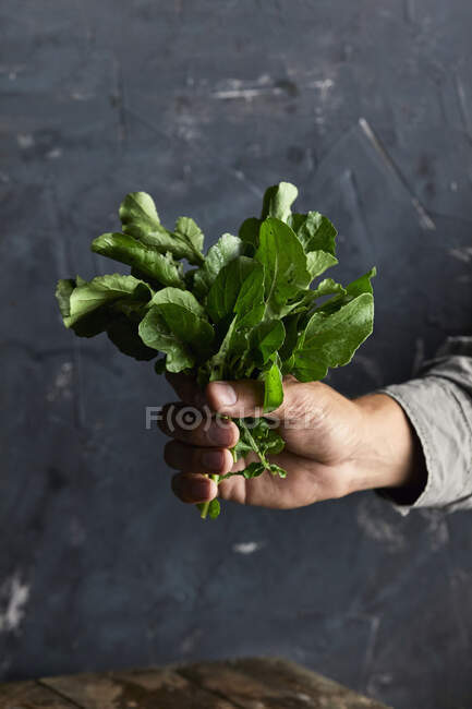 Main tenant des feuilles de salade fraîches — Photo de stock