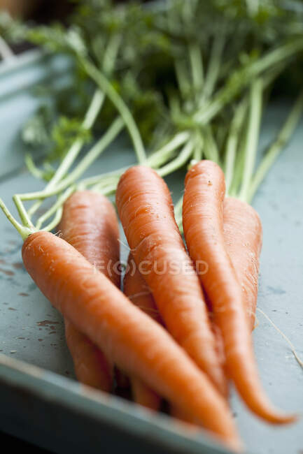 Bando de cenouras em uma bandeja azul angustiada — Fotografia de Stock