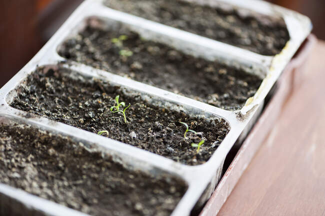 Chili peppers seedlings in a greenhouse — Stock Photo