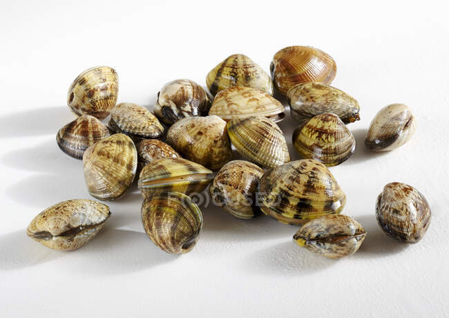 Clams, raw and closed — Stock Photo