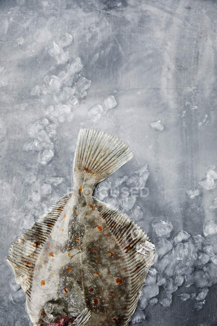 Rohe frische Flunder mit Eis auf Metalloberfläche — Stockfoto