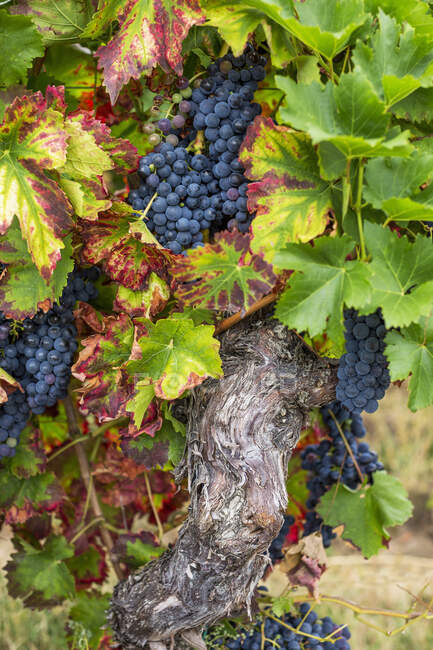 Uvas que crecen en viñedos en arbustos rodeados de hojas verdes - foto de stock