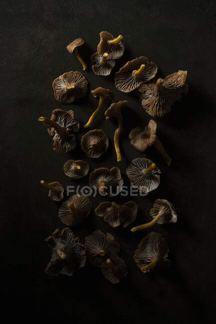 Primo piano di deliziosi funghi selvatici — Foto stock