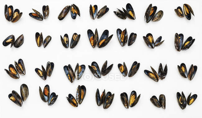 Four rows of mussels — Stock Photo