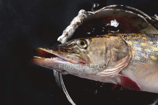 Pike fish on black background — Fotografia de Stock