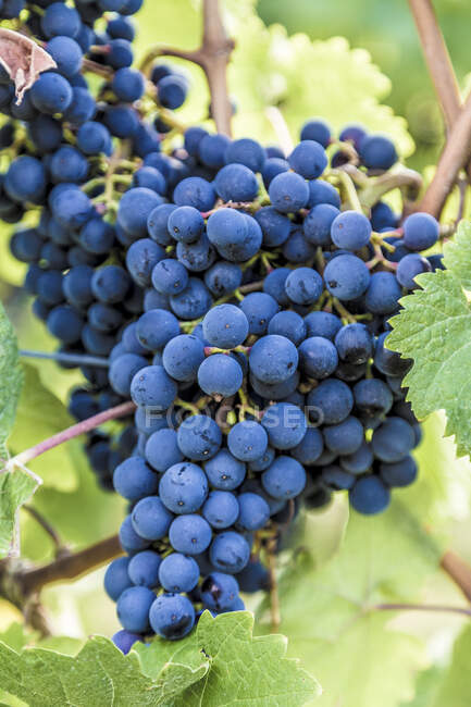Grapes growing on vines at bush surrounded with green leaves — Stock Photo