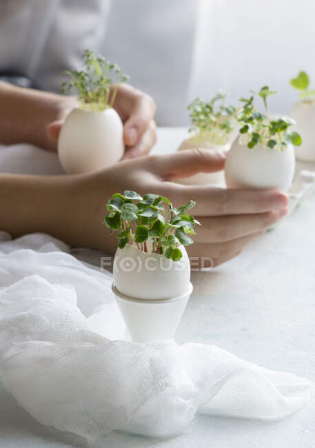 Microgreens dans les coquilles d'œufs, printemps et Pâques concept — Photo de stock