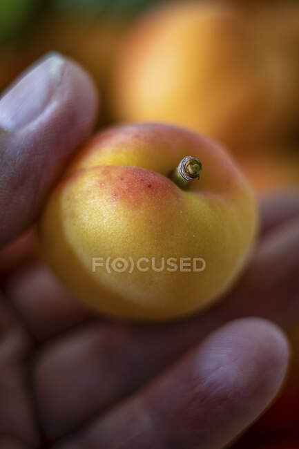 Hand holding small fresh apricot, close up — Stock Photo