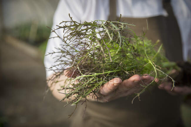 Una mano che tiene una pianta vegetale con una palla di radice — Foto stock