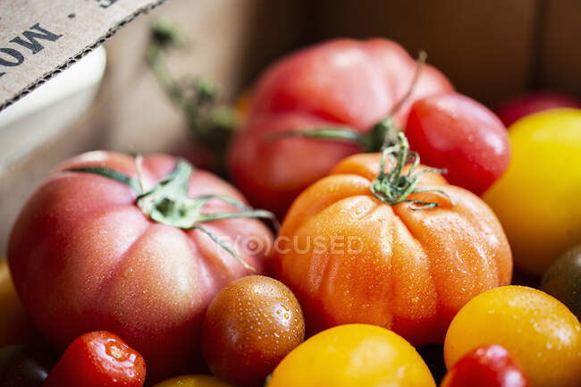 Various types of fresh tomatoes, close up shot — Stock Photo
