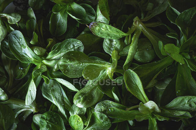 Hojas verdes de albahaca fresca - foto de stock