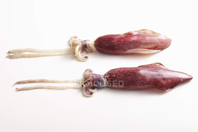 Two raw squids or calamari on white surface — Stock Photo