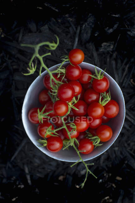Tomates cereja frescos em uma tigela pequena na frente de um fundo escuro — Fotografia de Stock