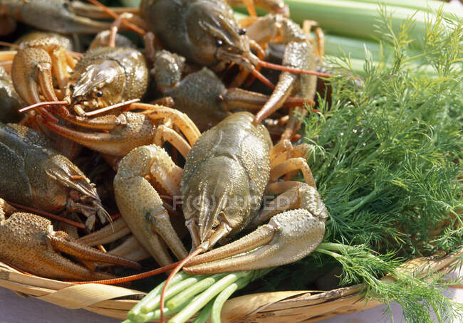 Fresh crayfish with herbs in a basket — Stock Photo