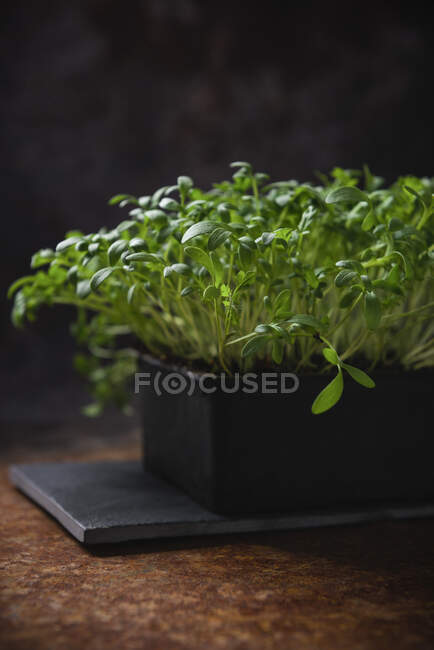 Crescione da giardino (lepidium sativum) — Foto stock