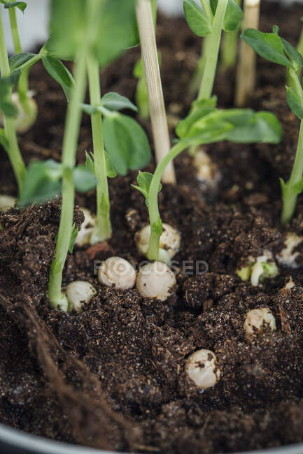 Выращивание гороха в почве с зелеными стеблями — стоковое фото