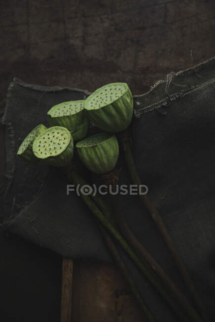 Lotus flower seed pods - foto de stock