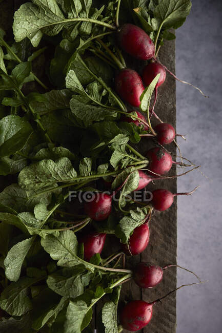 Ravanello fresco rosso e verde su fondo nero — Foto stock