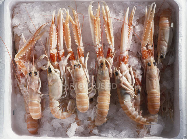 Norway lobster, scampi on ice for packaging — Stock Photo