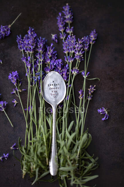 Engraved silver spoon on sprigs of lavender — Stock Photo