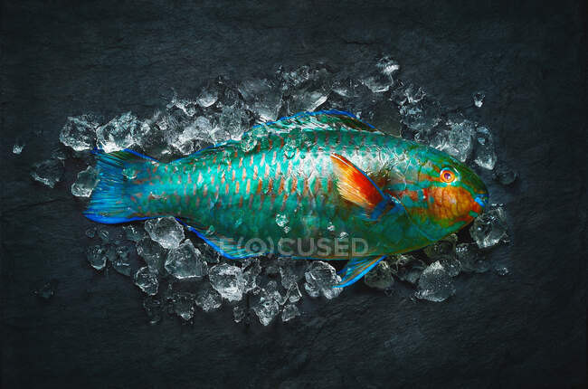 Primer plano de delicioso pez loro colorido en el hielo - foto de stock