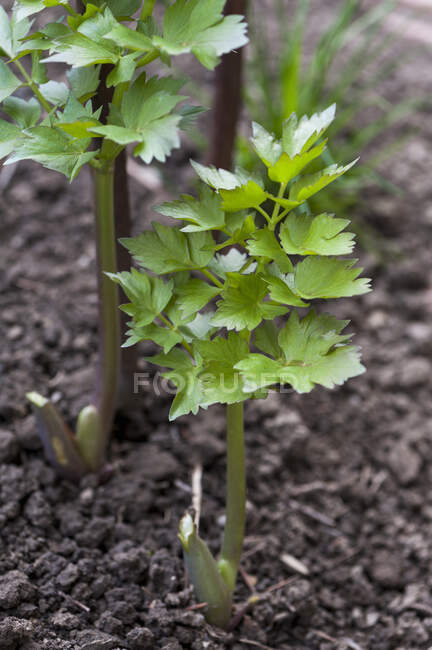 Close-up shot of delicious Lovage in the greenhouse — Stock Photo