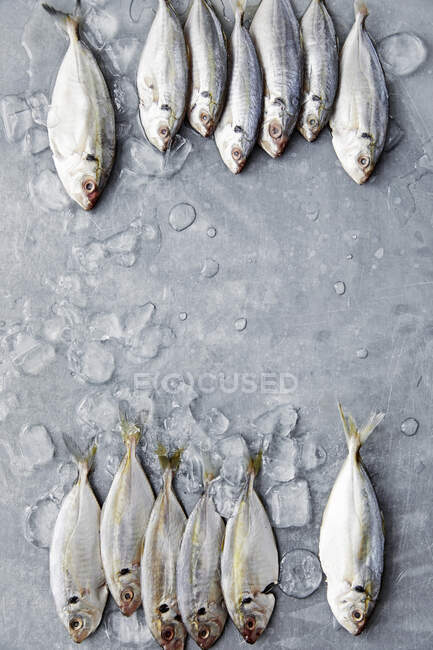 Fresh sea breams on metal surface with ice — Stock Photo