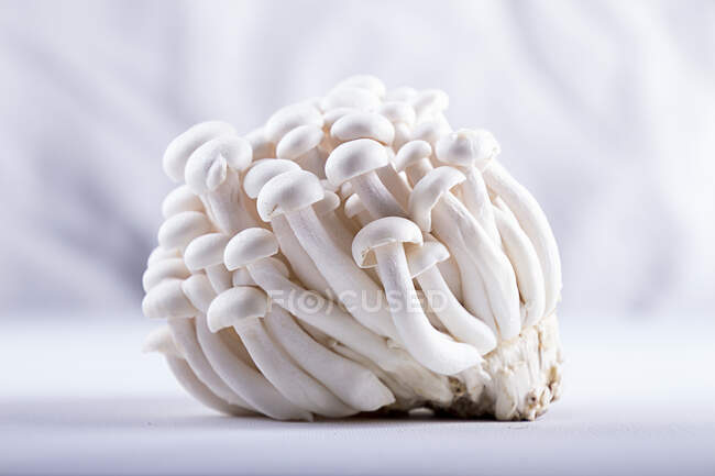 Close-up shot of delicious Asian edible mushrooms shimidzhi — Stock Photo