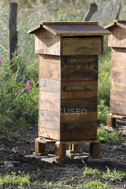 Un logement de ruche à la française avec essaim sauvage — Photo de stock
