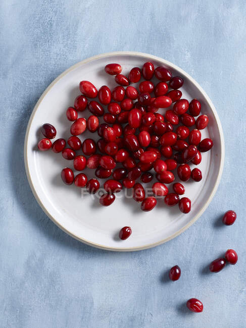 Fresh shiny Cranberries on ceramic plate and on blue surface — Stock Photo