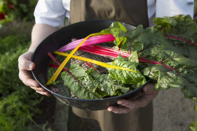 A gardener holding a sieve with fresh chard — Stock Photo