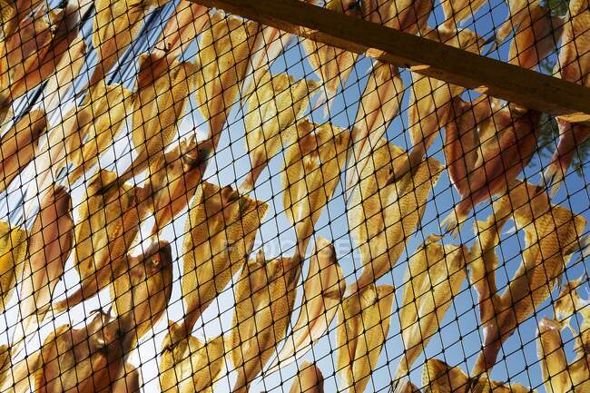 Stockfish hung out to dry — Stock Photo