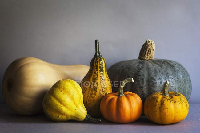 Selection of pumpkins on a grey backgound — Stock Photo