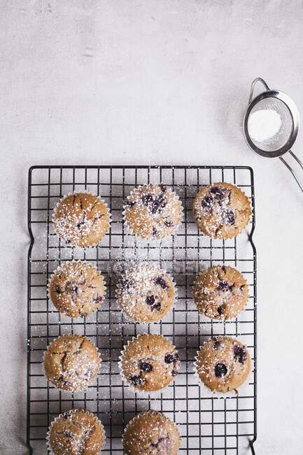 Blueberry muffins on baking tray sprinkled with icing sugar — Stock Photo
