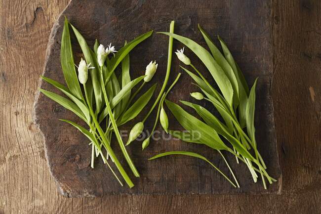 Fresh wild garlic flowers with buds — Stock Photo