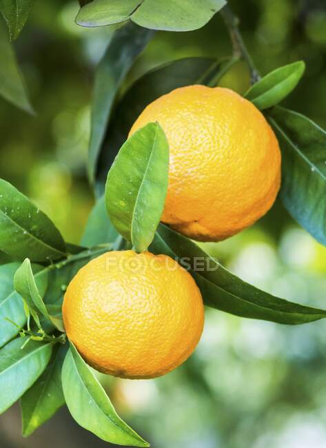 Oranges from the Alentejo region in Portugal — Stock Photo