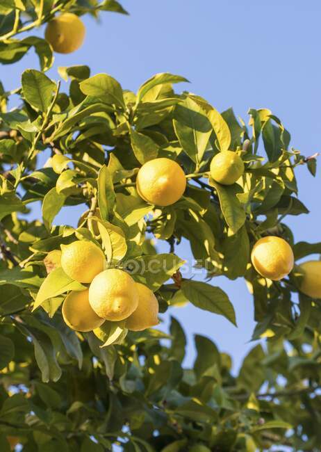 Lemons from the Alentejo region in Portugal — Stock Photo