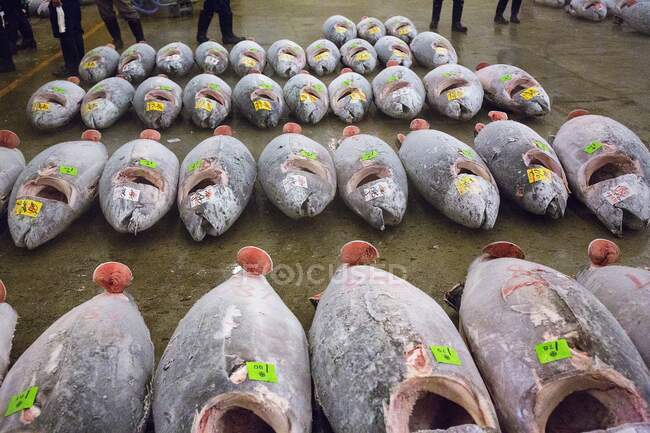 Thunfisch auf dem Tsukiji-Fischmarkt in Tokio, Japan — Stockfoto
