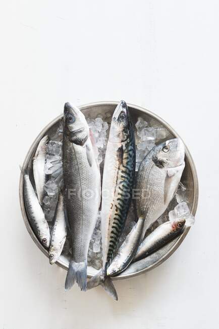 Un tazón de pescado fresco sobre hielo: caballa, lubina, dorada y morralla blanca - foto de stock
