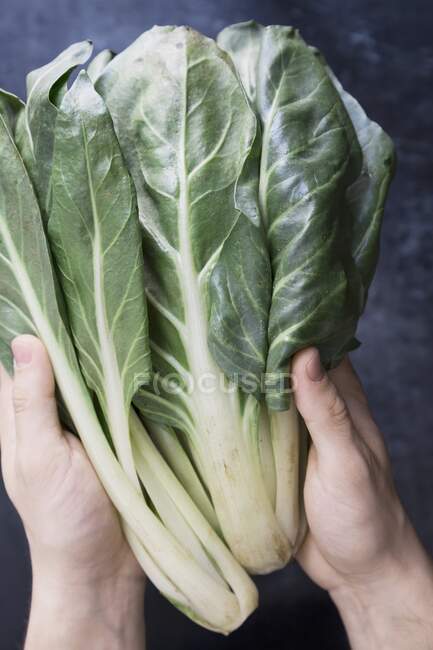 Hands holding chard close-up view — Stock Photo
