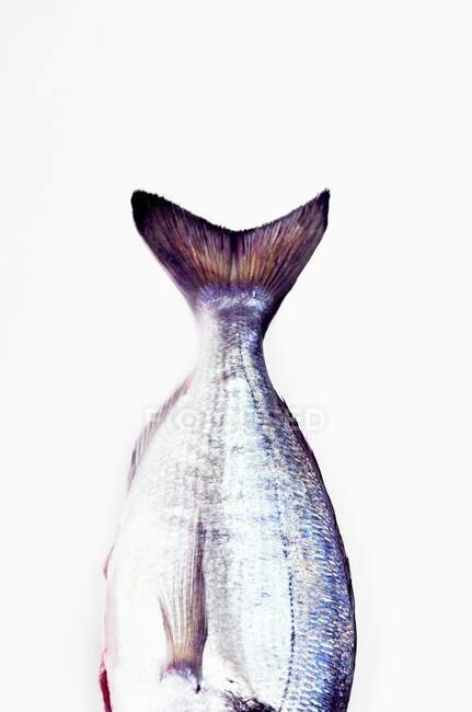 The tail and side fins of a gilt-head sea bream on a white background — Stock Photo