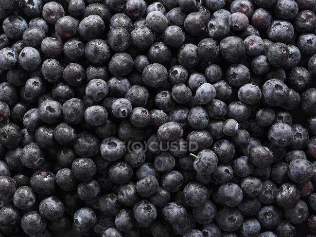 Blueberries background close-up view — Stock Photo