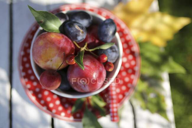 Fresh plums in a bowl on a garden table — Stock Photo
