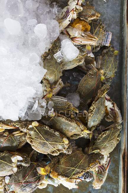 Crabes avec glace dans un marché en Thaïlande — Photo de stock